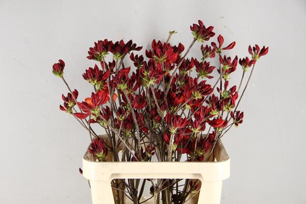 <h4>Rhodo. Rood</h4>