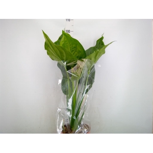 Alocasia cucullata