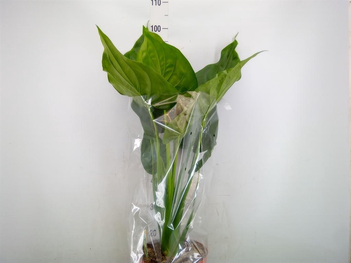 <h4>Alocasia cucullata</h4>