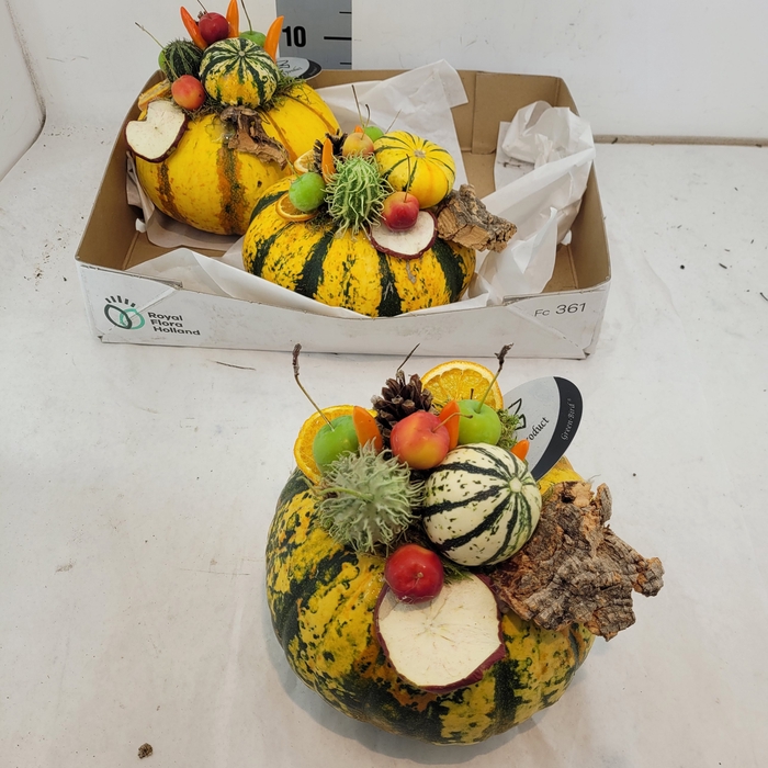 <h4>CUCURBITA OV</h4>