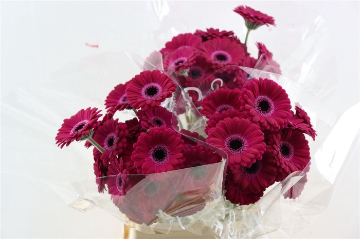 <h4>Ge Mi Platini Xxl</h4>