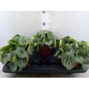 Peperomia argyreia