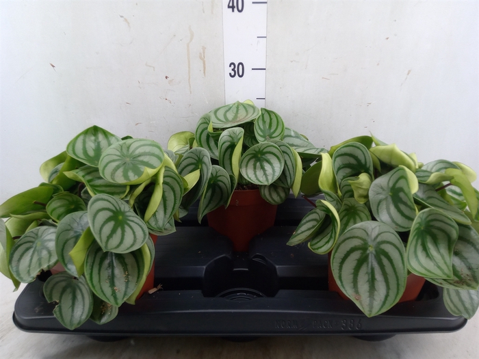 <h4>Peperomia argyreia</h4>