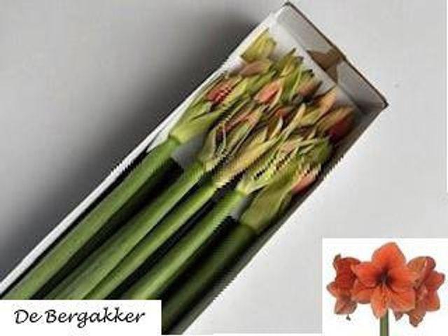 <h4>Hipp Ga Desire</h4>