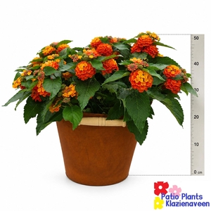 ARR TUINPLANTEN