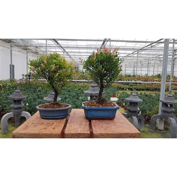 <h4>Syzygium buxifolium, 19 cm broom</h4>