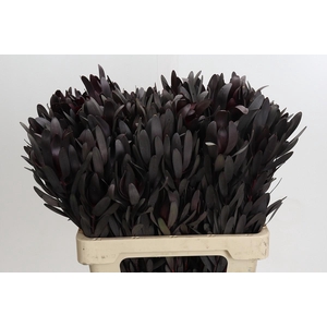 Leucadendron Burgundy Spray