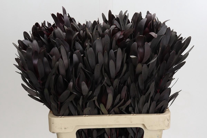 <h4>Leucadendron Burgundy Spray</h4>