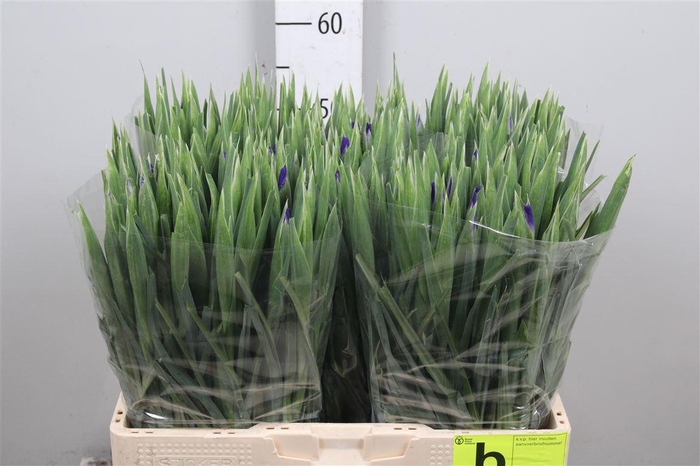 <h4>Iris Blue Magic</h4>