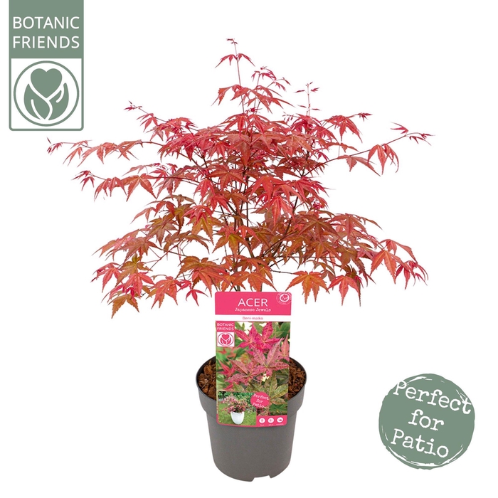 <h4>Acer palm. 'Beni-maiko'</h4>