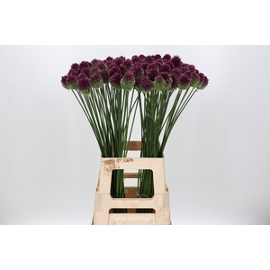 Allium Sphaerocephalon