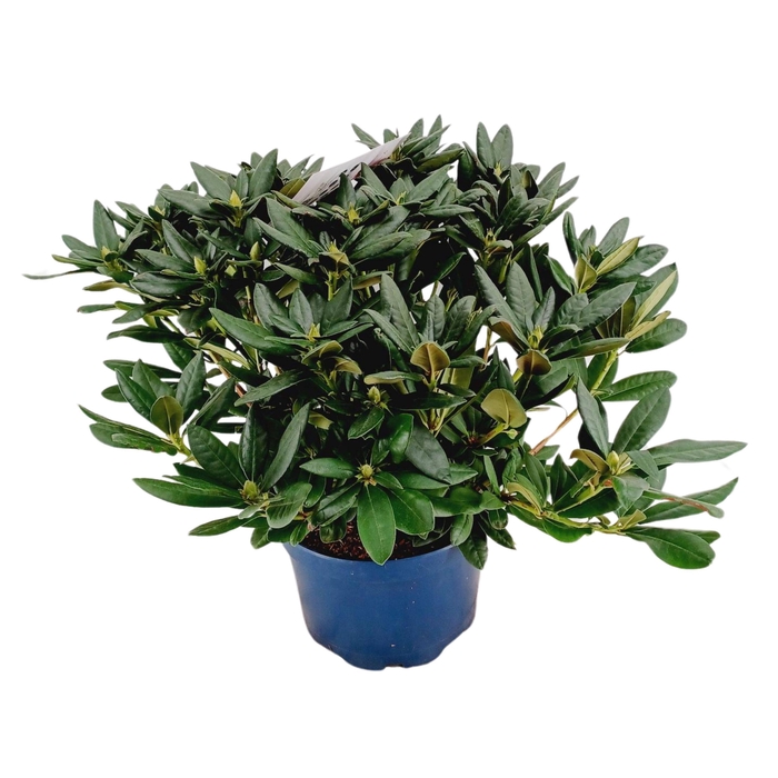 <h4>Rhododendron hybr. 'Cosmopolitan' C15 70-80</h4>