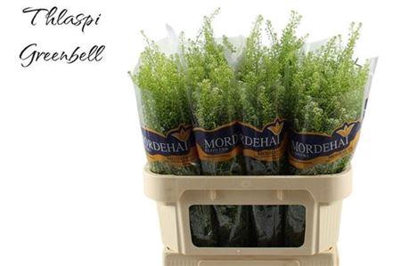 <h4>Lep Ru Green Bell</h4>