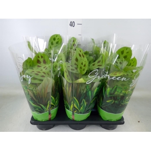 Maranta leuc. 'Kerchoveana'