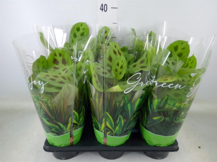 <h4>Maranta leuc. 'Kerchoveana'</h4>