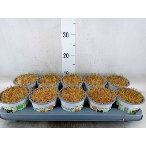 Hordeum sp.   ...kattegras zaai