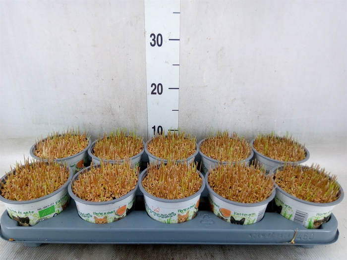 <h4>Hordeum sp.   ...kattegras zaai</h4>
