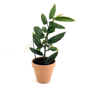 BEGONIA MACULATA P13,5