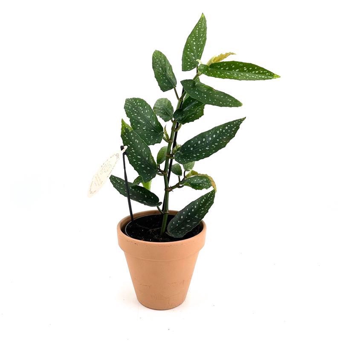 <h4>BEGONIA MACULATA P13,5</h4>