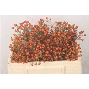 Rosa Prinsberry Orange