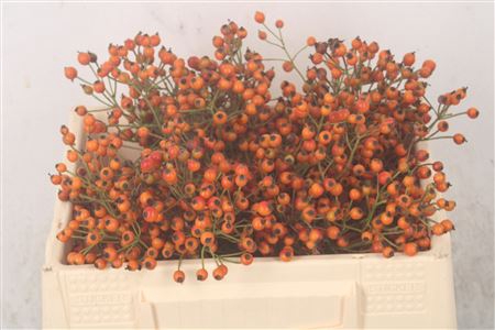 <h4>Rosa Prinsberry Orange</h4>