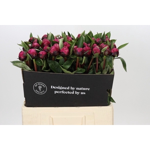 PAEONIA LACT. 'RED SARAH BERNHARD'