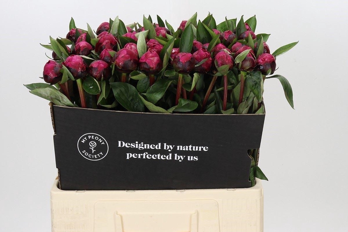 <h4>PAEONIA LACT. 'RED SARAH BERNHARD'</h4>