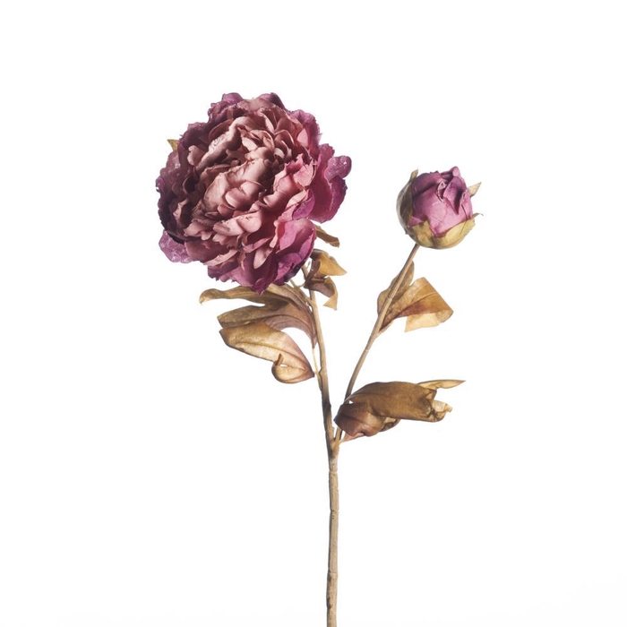 <h4>AF Paeo Dried x2 L71cm Purple</h4>