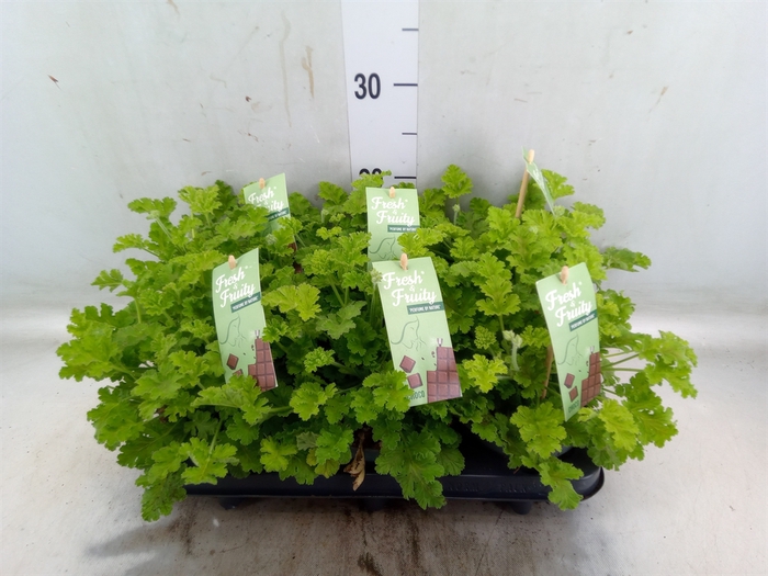 <h4>Pelargonium   ...mix smelling</h4>