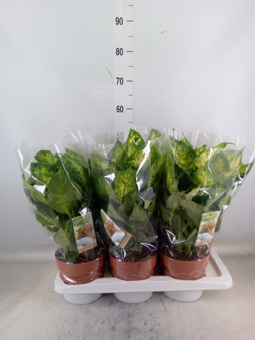 <h4>Dieffenbachia  'Compacta'</h4>