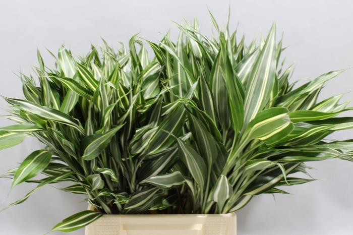 <h4>Sanderiana Victory 50 Cm</h4>