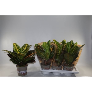 Croton Petra 17cm in Vensterhoes