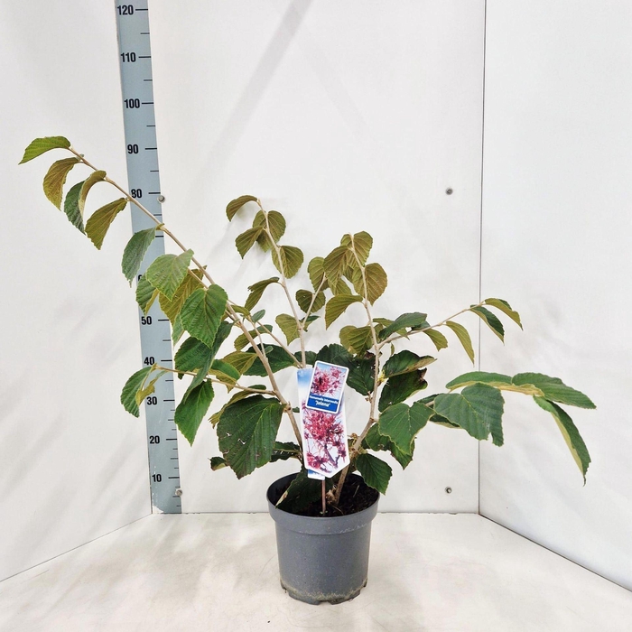 <h4>Hamamelis x intermedia Pallida</h4>