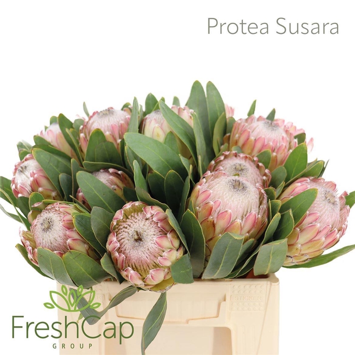 <h4>PROTEA SUSARA</h4>