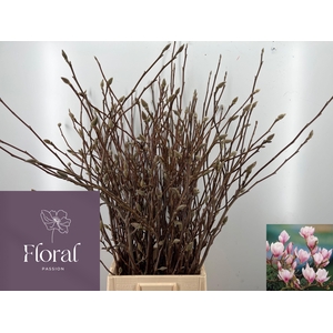 MAGNOLIA GRANDIFLORA