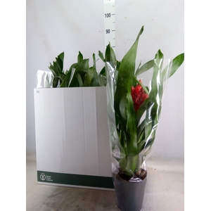 Aechmea  'Rozanne Elegant Red'