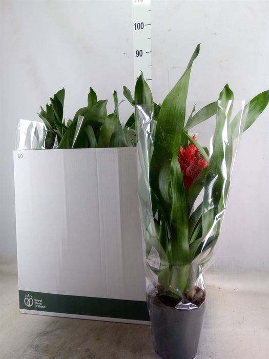<h4>Aechmea  'Rozanne Elegant Red'</h4>