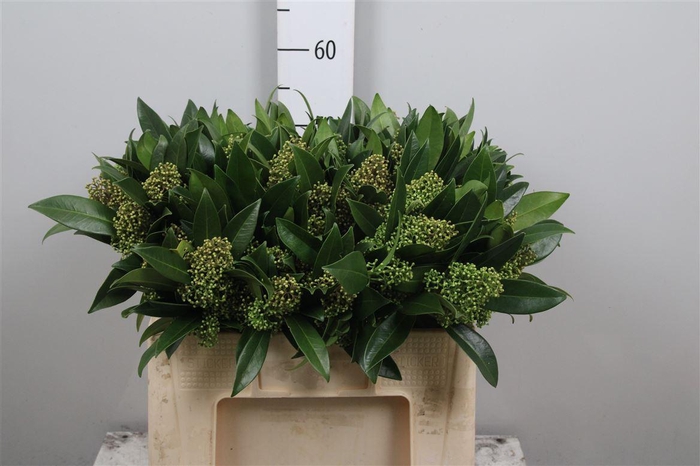 <h4>Skim C Kew Green Bs</h4>