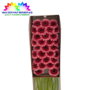 Germini Isabelle Doos