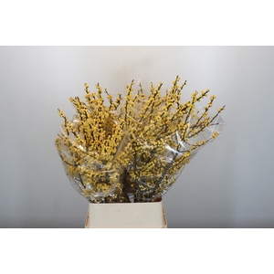 Ilex Citronella
