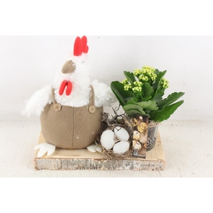 arr2 MB - Kip met kalan. op plank x6