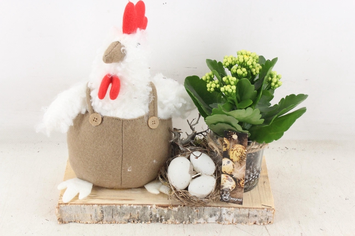 <h4>arr2 MB - Kip met kalan. op plank x6</h4>