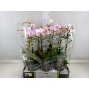 Phalaenopsis multi. 'FC Angel Eyes'