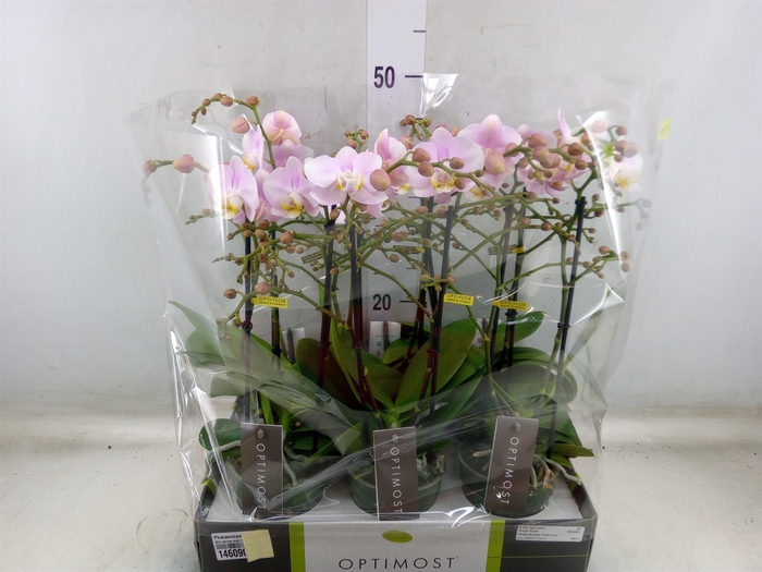 <h4>Phalaenopsis multi. 'FC Angel Eyes'</h4>