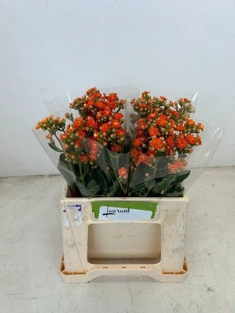 <h4>KAL BRI ORANG MEADOW</h4>