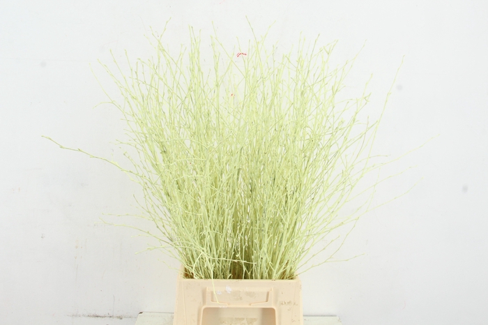 <h4>Betula Bs Paint Creme</h4>