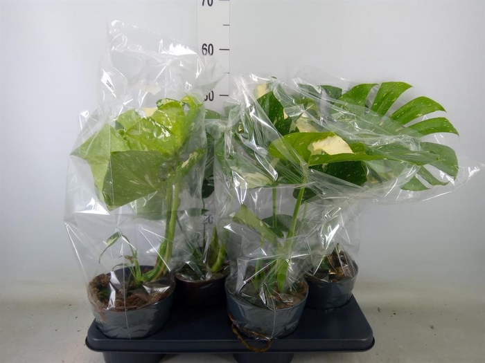 <h4>Monstera delic. 'Thai Constellatio'</h4>