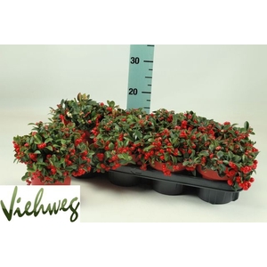 GAULTH PR BIG BERRY P13