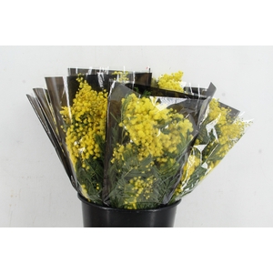 ACACIA MIMOSA MIRANDOL 150GR