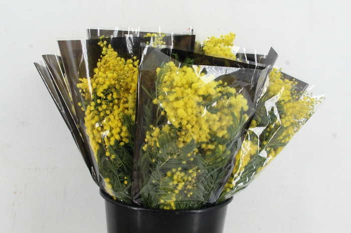 <h4>ACACIA MIMOSA MIRANDOL 150GR</h4>